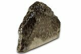 Free-Standing, Petoskey Stone (Fossil Coral) Section - Michigan #356982-1